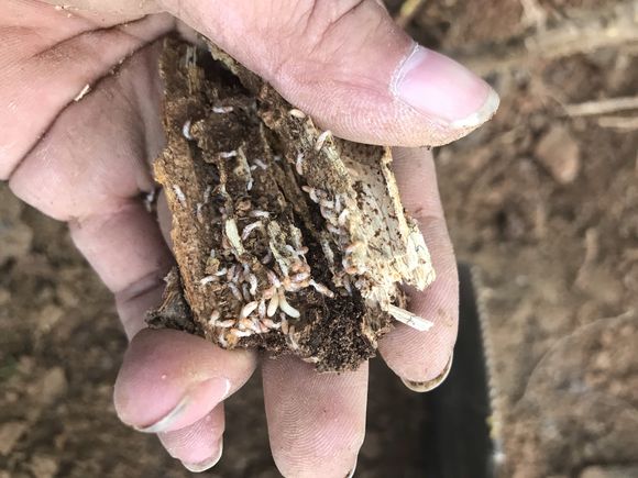 禅城白蚁预防中心白蚁的危害,以及白蚁防治方法介绍