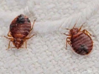 高明虫害防控机构用什么方法可以彻底消灭臭虫