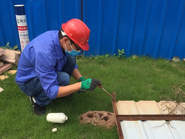 顺德红火蚁防治公司怎么防治红火蚁?看这里