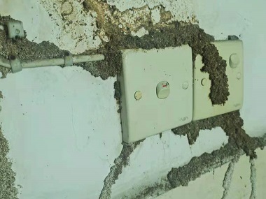 佛山验收白蚁所:新建房屋容易遭到白蚁侵害的原因