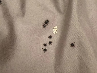 三水杀虫灭鼠站床垫上长虫子怎么处理?