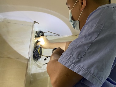 三水白蚁防治站:白蚁会在家里侵害骚扰怎么办