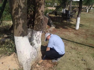 佛山专业治白蚁机构白蚁对香樟的危害及防治